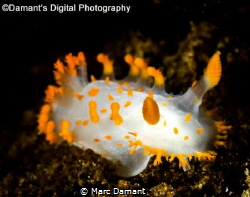 Triopha catalinae a macro of this beautiful cold water nu... by Marc Damant 